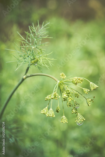 Wet dill close up