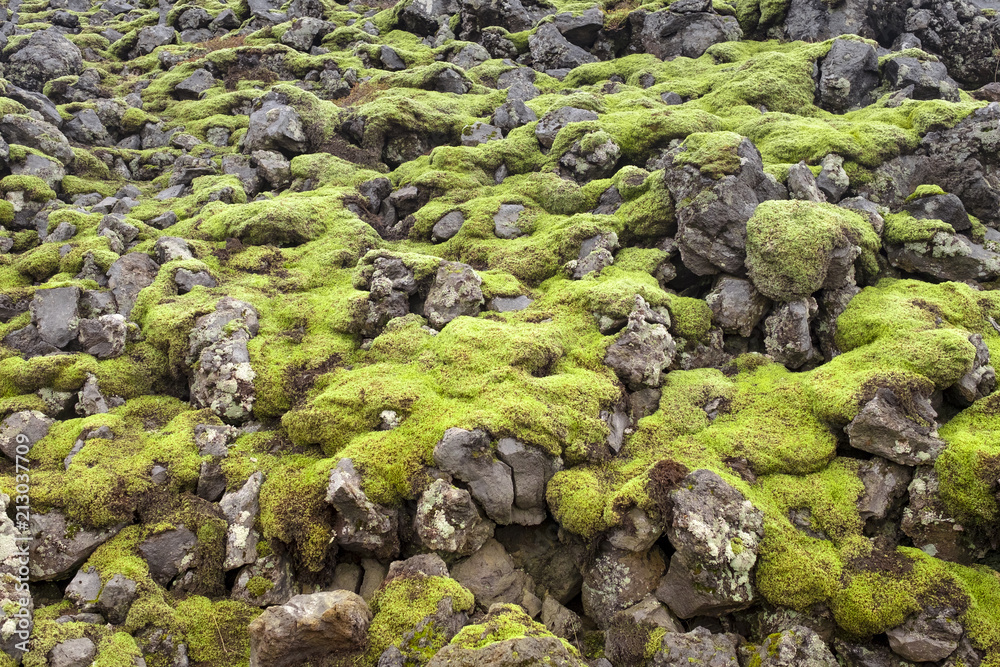 Icelandic lava field covered with green and yellow moss Icelandic lava field covered with green and yellow moss