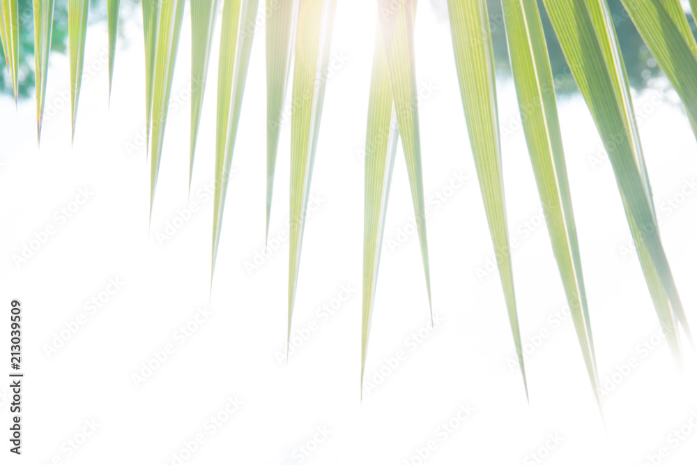 Fototapeta premium Silhouette palm leaves in the rays of sunlight