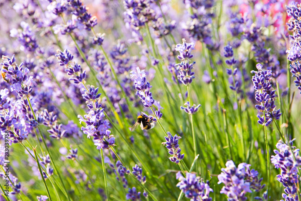 Naklejka premium Lavender flowers blooming. Purple field flowers background. Tender lavender flowers.