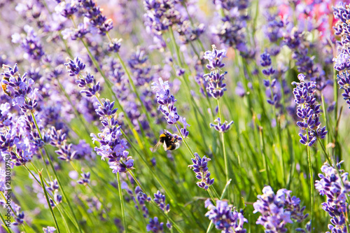 Lavender flowers blooming. Purple field flowers background. Tender lavender flowers.