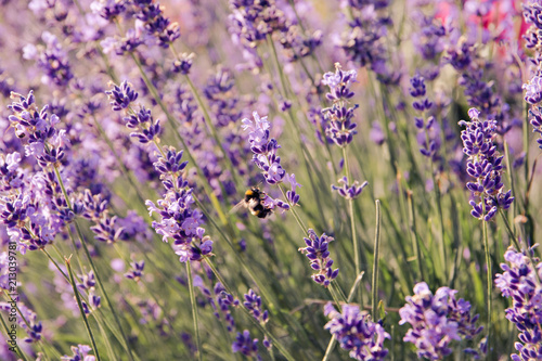 Lavender flowers blooming. Purple field flowers background. Tender lavender flowers.