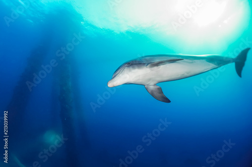 Red sea dolphin