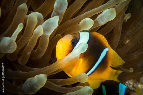 Clowfish in anemone