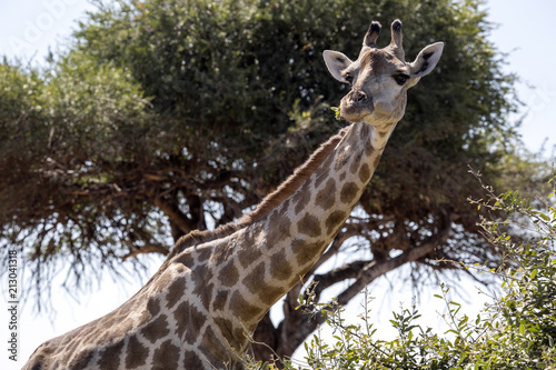 Portrait South African giraffe group  Giraffa giraffa giraffa  Chobe National Park  Botswana