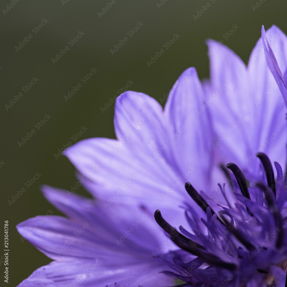 a quarter of cornflower on the dark background a quarter of cornflower on the dark background