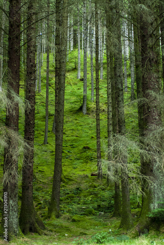 Green and lush view with firs and ferns near Water of Nevis and Steall Falls from a walk from Polldubh and Achriabhach in the foot hills of Ben Nevis  Highlands  Scotland