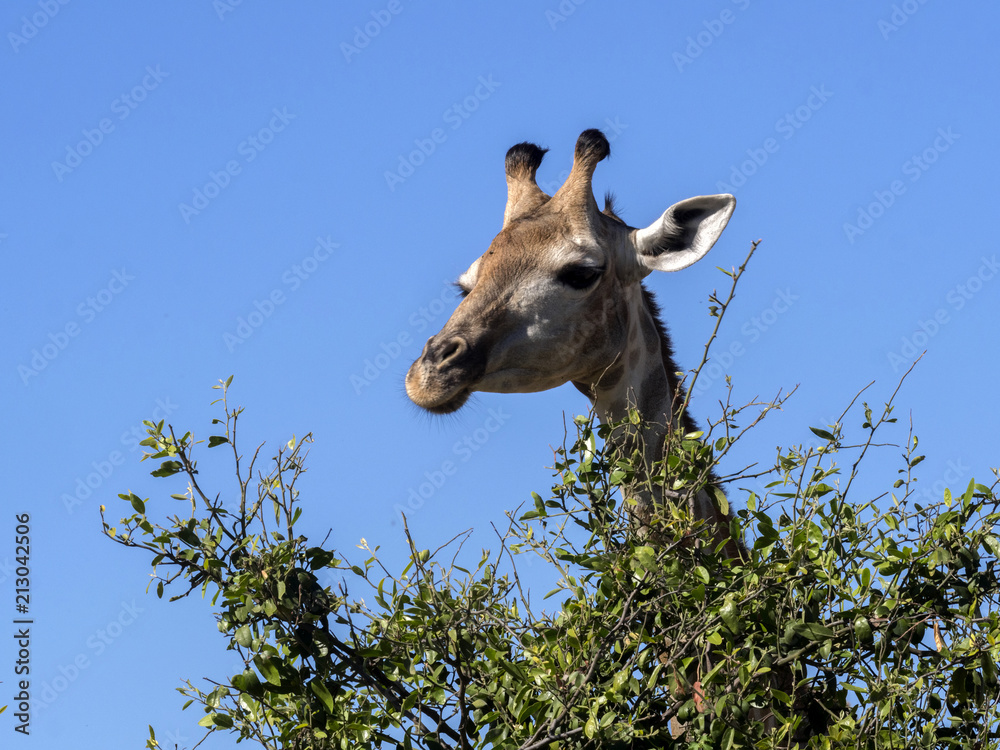 Naklejka premium Portrait South African giraffe group, Giraffa giraffa giraffa, Chobe National Park, Botswana