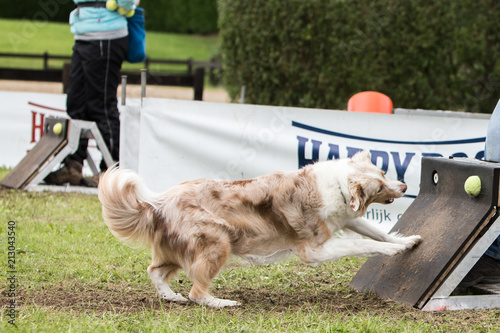 Bild auf Leinwand border collie dog in flyball contest in belgium