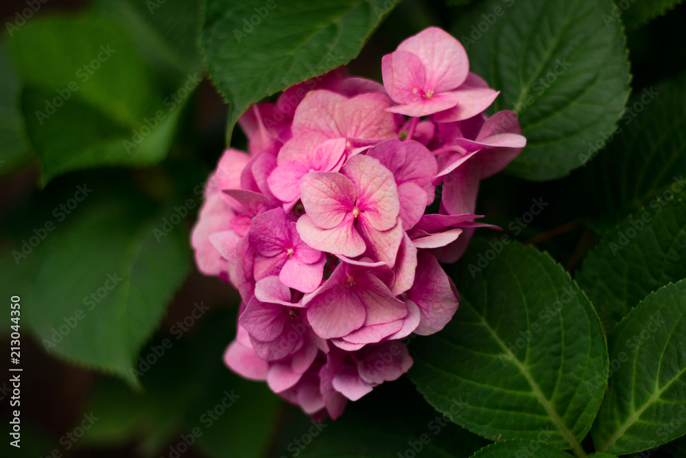 beautiful blooming flowers close up