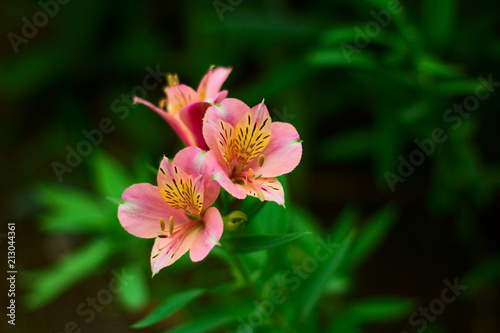 beautiful blooming flowers close up