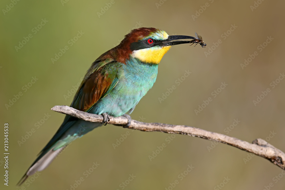 The European bee-eater sits on a branch and holds in his beak a large fly The European bee-eater sits on a branch and holds in his beak a large fly