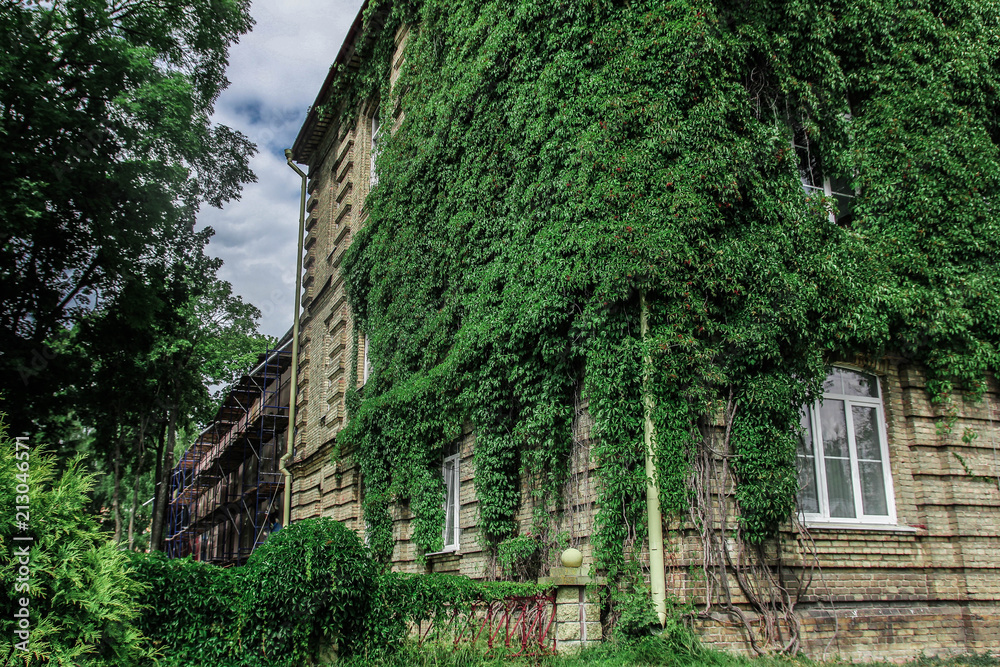 Obraz premium plant ivy curling on the wall of a house with windows. gardening of the city.