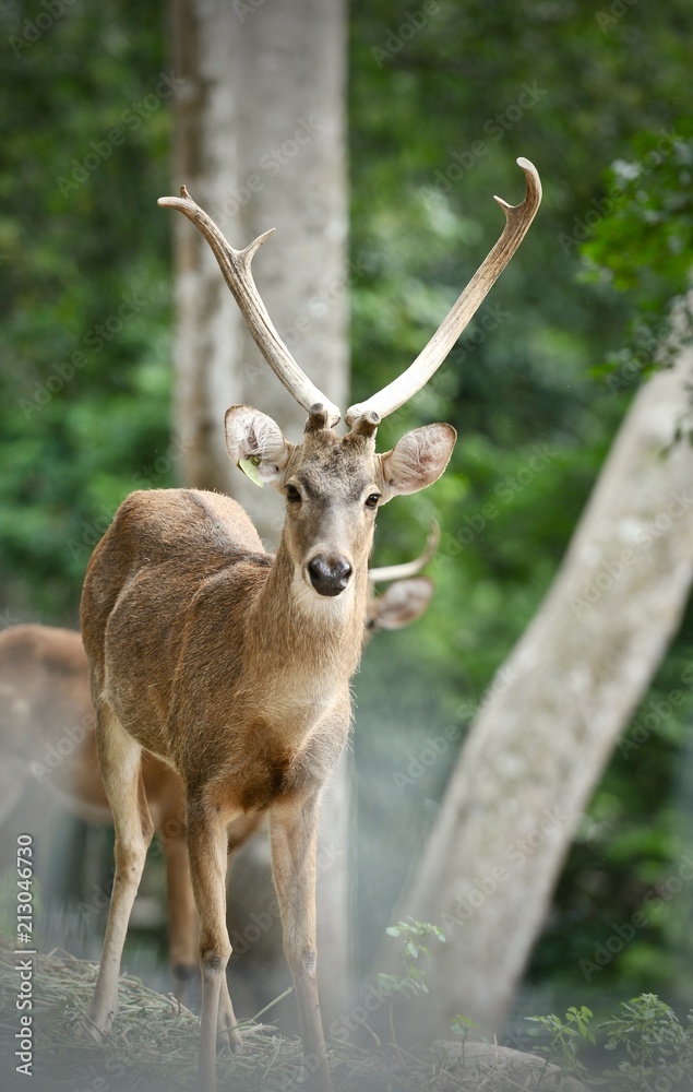 The chital or cheetal (Axis axis), also known as spotted deer or axis deer, young deer The chital or cheetal (Axis axis), also known as spotted deer or axis deer, young deer