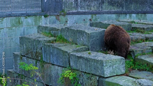 Black Bear in Barengraben or Bear Pit, landmark of city, Bern, Switzerland 