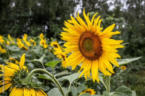 seasoned sunflower with honeybee