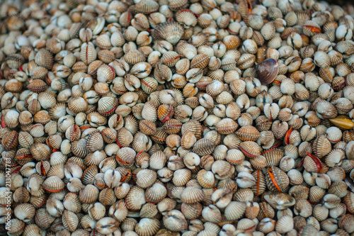 Fresh Blood cockle (Anadara granosa) in street market.. photo