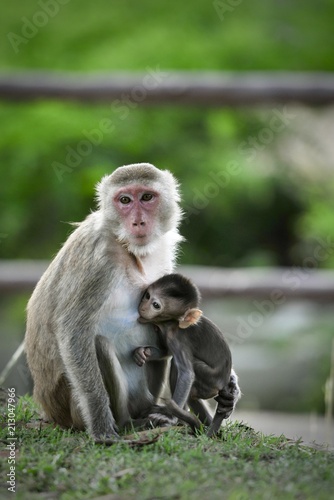 Closed up Mom hug with baby monkey, Thailand, family has a monkey mother and a cute monkey baby. Monkey is playing and staring. © tpap8228