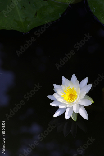 水鏡の睡蓮（water lily） © shinji