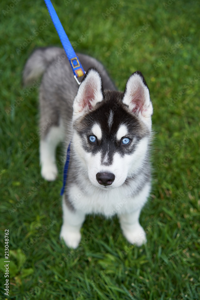 Puppy Siberian husky black and white with blue eyes outdoors on green field