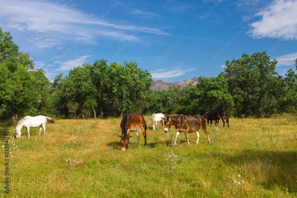 Horses and Mules in Mountain Pature Spanish Landscape Horses and Mules in Mountain Pature Spanish Landscape