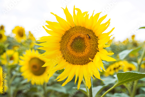 bee on a flower of a sunflower
