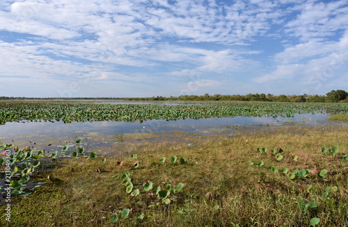 Obraz na plátně Waterlilies floating on the water