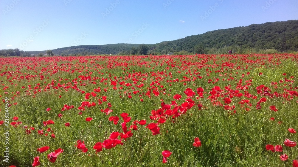 Red flower