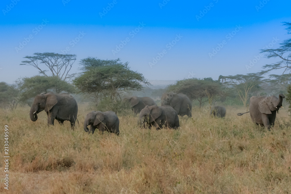 Elephants in Tanzania Herd