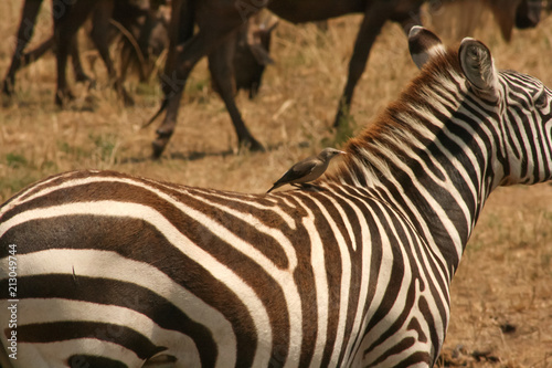 Oxpecker on Zebra's Back