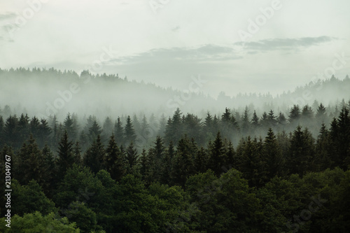 Beautiful foggy forest in the heart of Czech republic © Michal