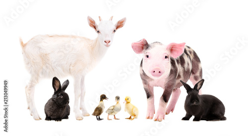 Cute farm animals standing together isolated on white background