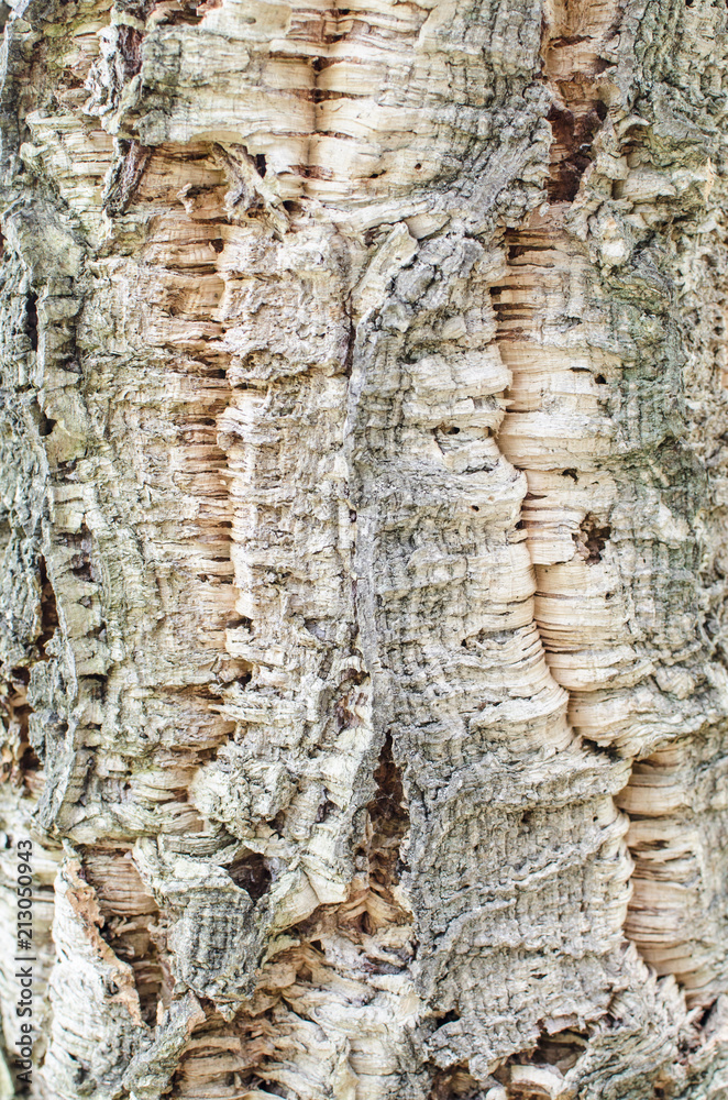 Wooden textural background for design Wooden textural background for design