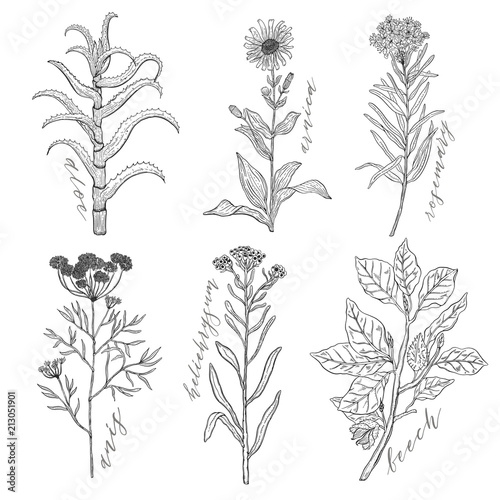 Vector background set with drawing wild plants, herbs and flowers, monochrome botanical illustration in vintage style, natural floral template.