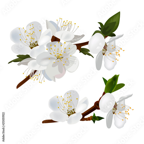 Vector Spring apricot blossoming branches.
