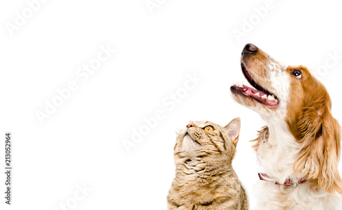 Portrait of a dog Russian Spaniel and cat Scottish Straight isolated on white background