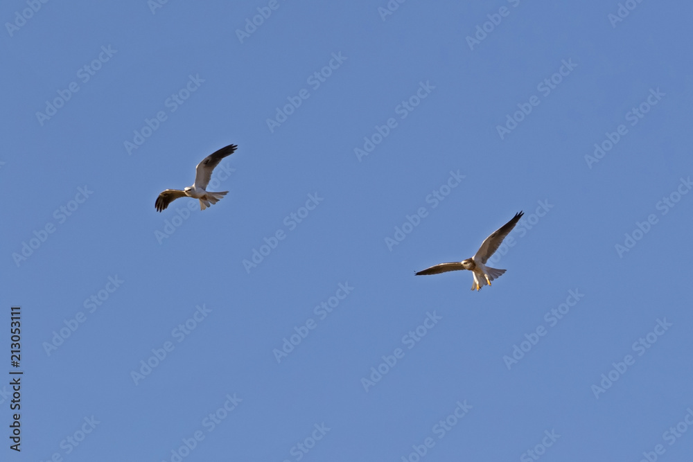 Bird of prey flying above California field