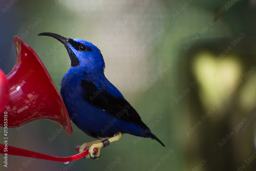 Fototapeta premium Hummingbird at feeder