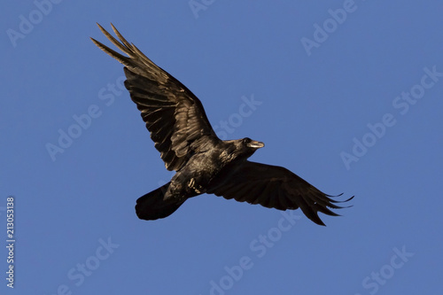 Raven flying above California field