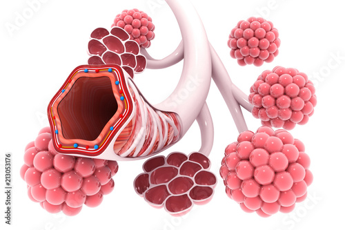 Alveoli in lungs 3d illustration