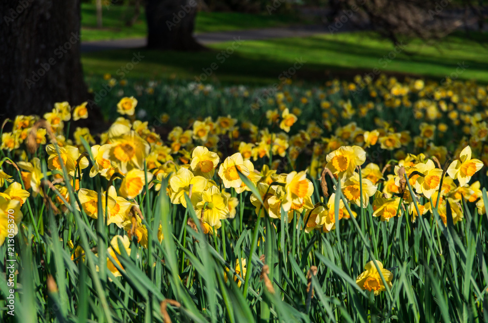 Spring daffodils in the Fitzroy Gardens in East Melbourne. Spring daffodils in the Fitzroy Gardens in East Melbourne.