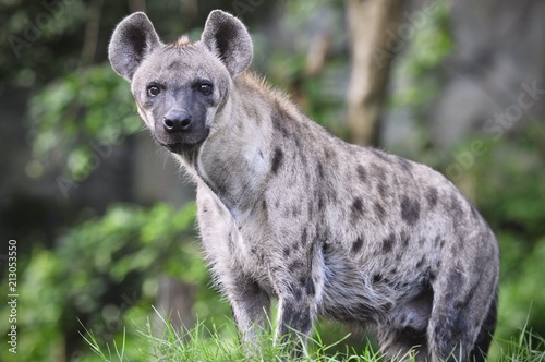 Spotted hyena (Crocuta crocuta), also known as the laughing hyena close up side view animal wildlife.