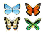 Butterflies Kinds Collection Vector Illustration