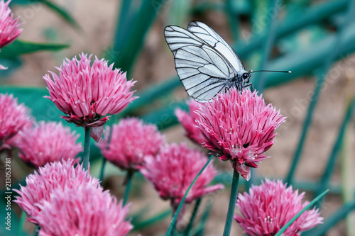 Beautiful white butterfly on a pink flower. The insect is close-up. photo