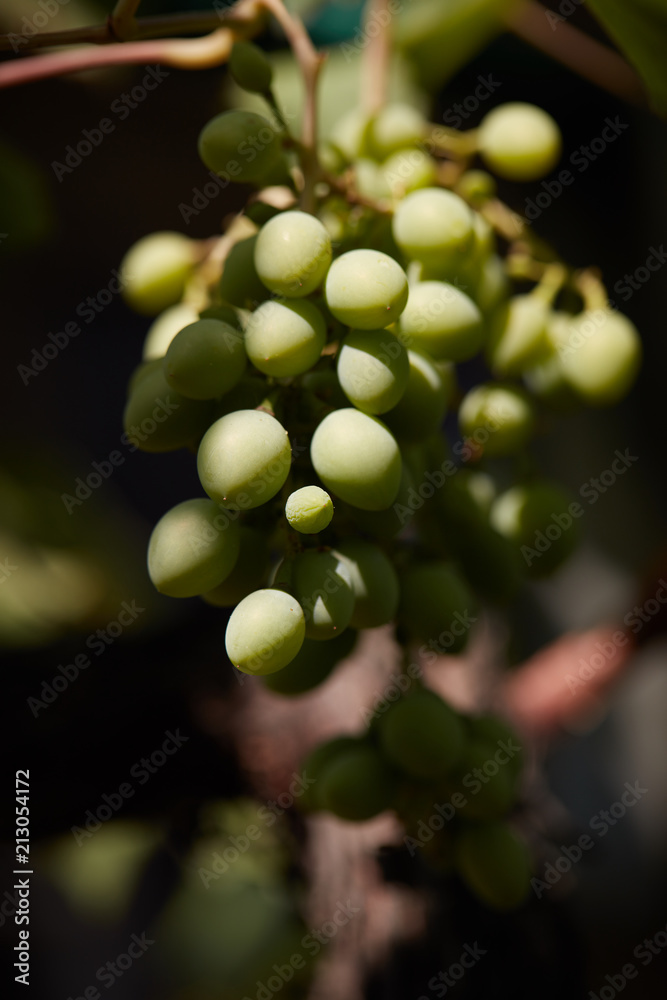 Green grape. The grapes will ripen soon. Viticulture.