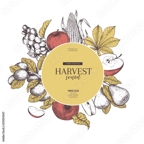 Hand drawn banner with autumn harvest fruits and vegetables. Vector vintage engraved style. Apple, grape, corn, plum and pear. Fall holiday flyer. Thanksgiving, farm festival, food market, design.