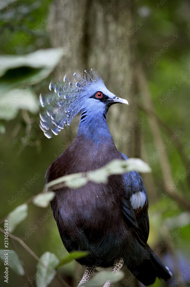 Fototapeta premium Victoria crowned pigeon, Goura Victoria pigeon in the Khao Kheow Open Zoo in Thailand