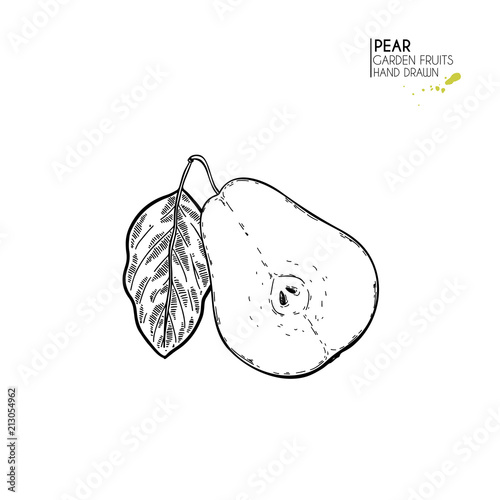 Hand drawn sliced half pear. Vector engraved illustration. Juicy natural fruit. Food healthy ingredient. For cooking, cosmetic package design, medicinal herb, treating, healt care.