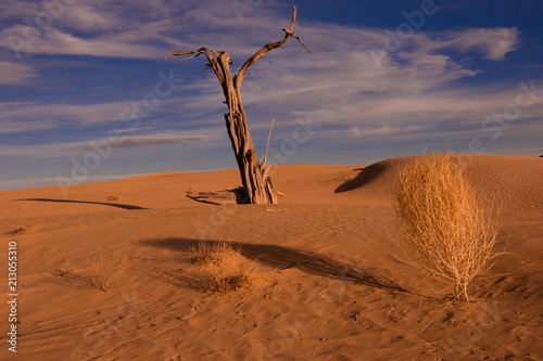 Dead Tree on Dunes - Utah