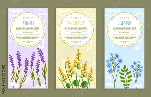 Lavender and Olibanum Set Vector Illustration